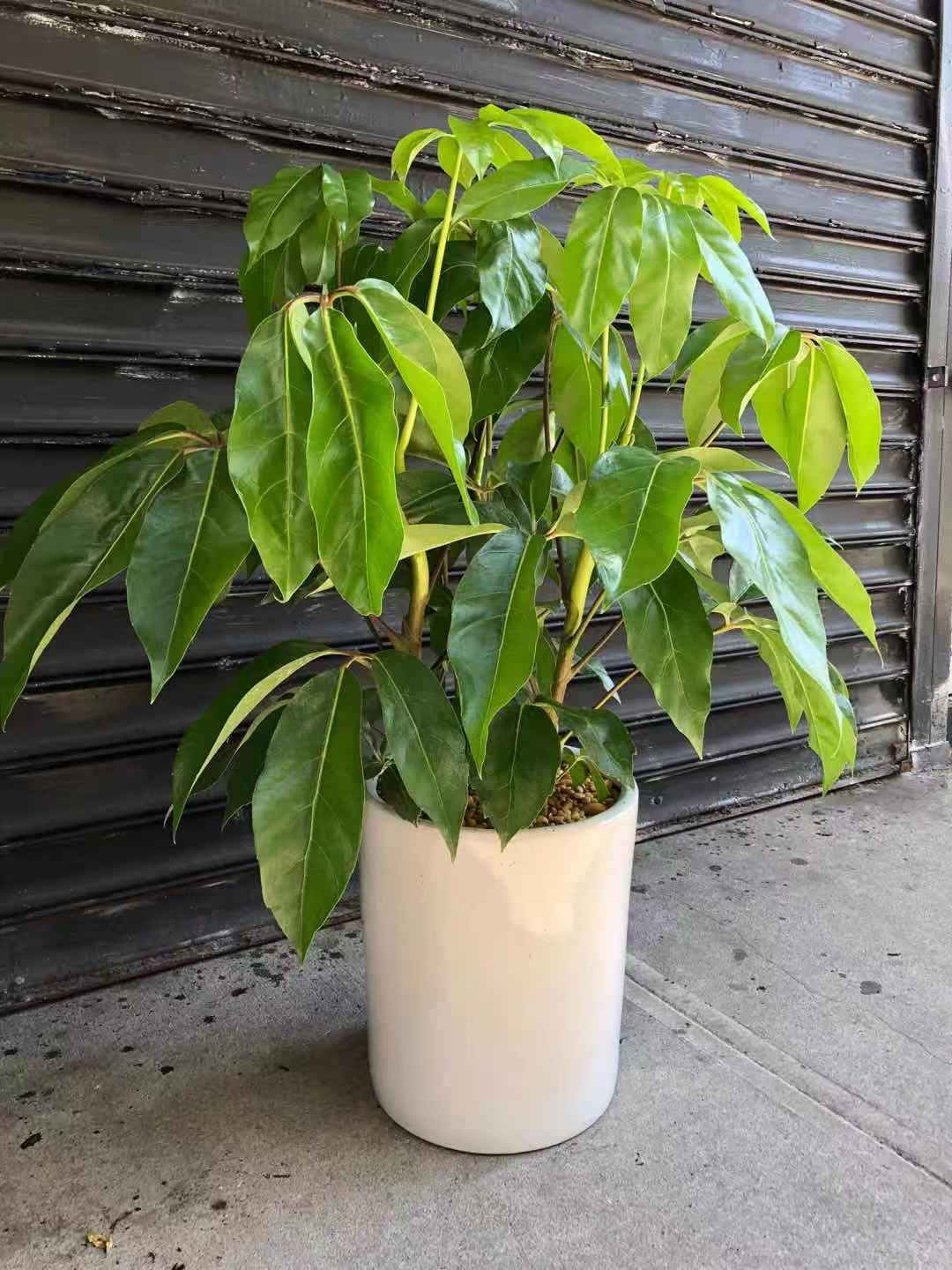 umbrella tree house plant UMBRELLA TREE 14" Pots – Lixin Florist 丽馨花店