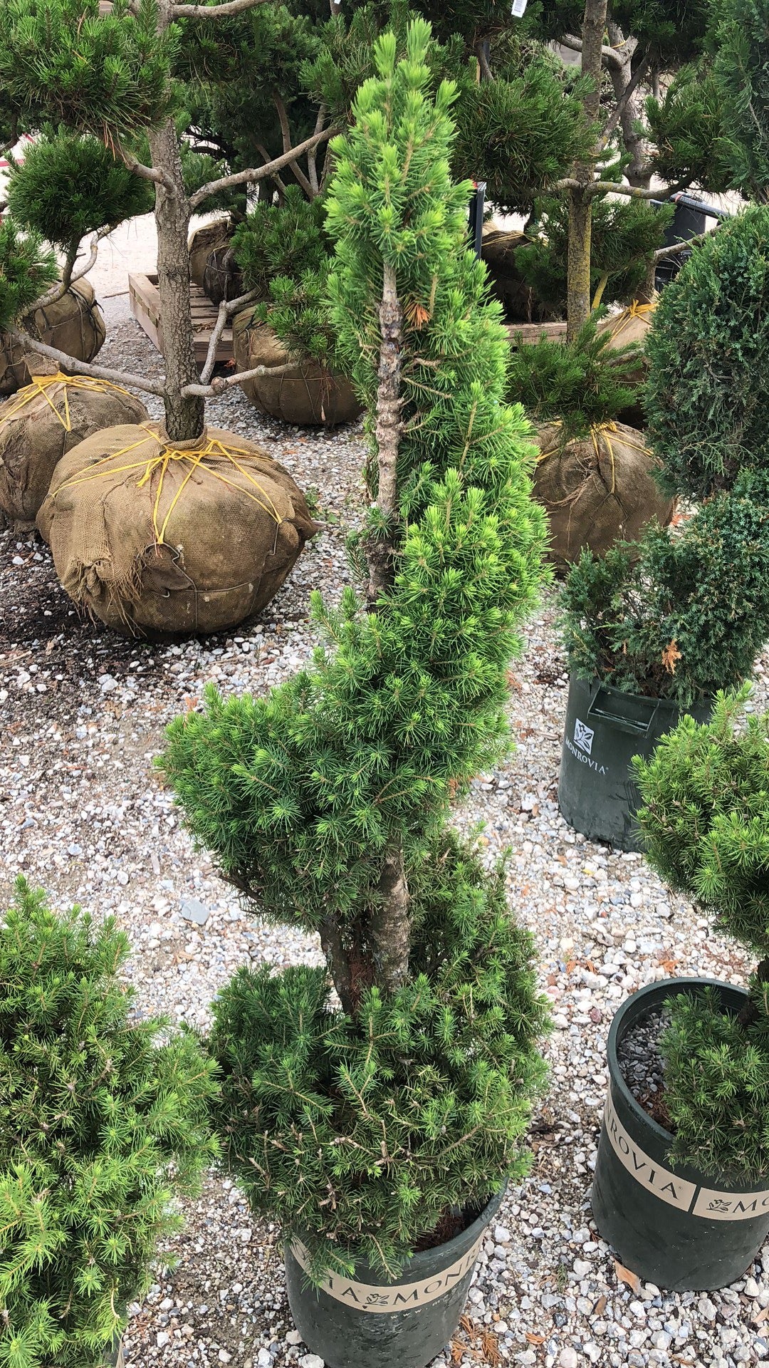 Landscaping tree