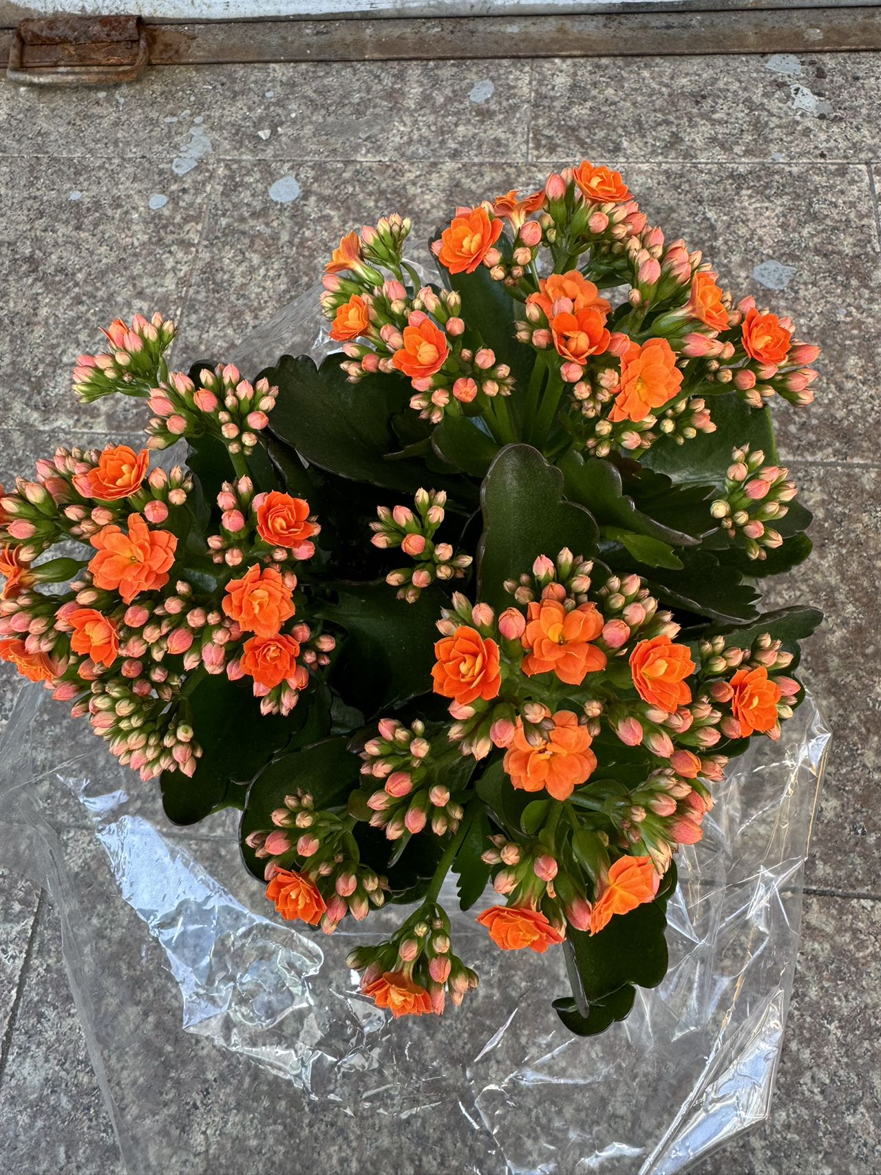 is calandiva an indoor or outdoor plant CALANDIVA