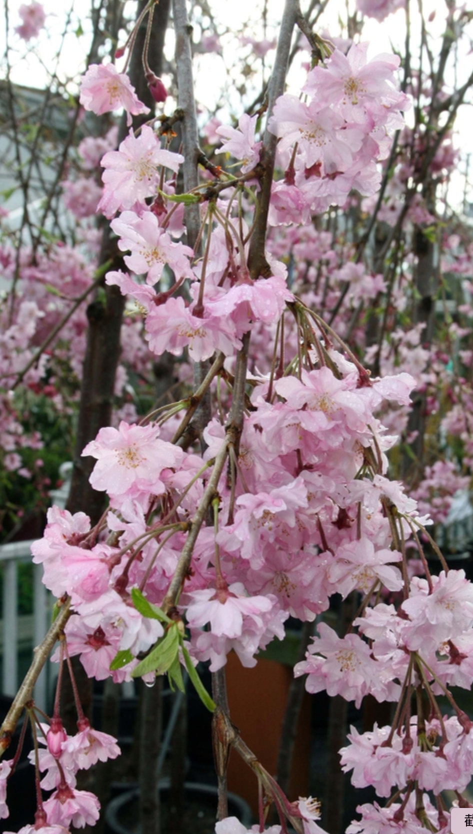 垂枝樱花 Weeping flower cherries