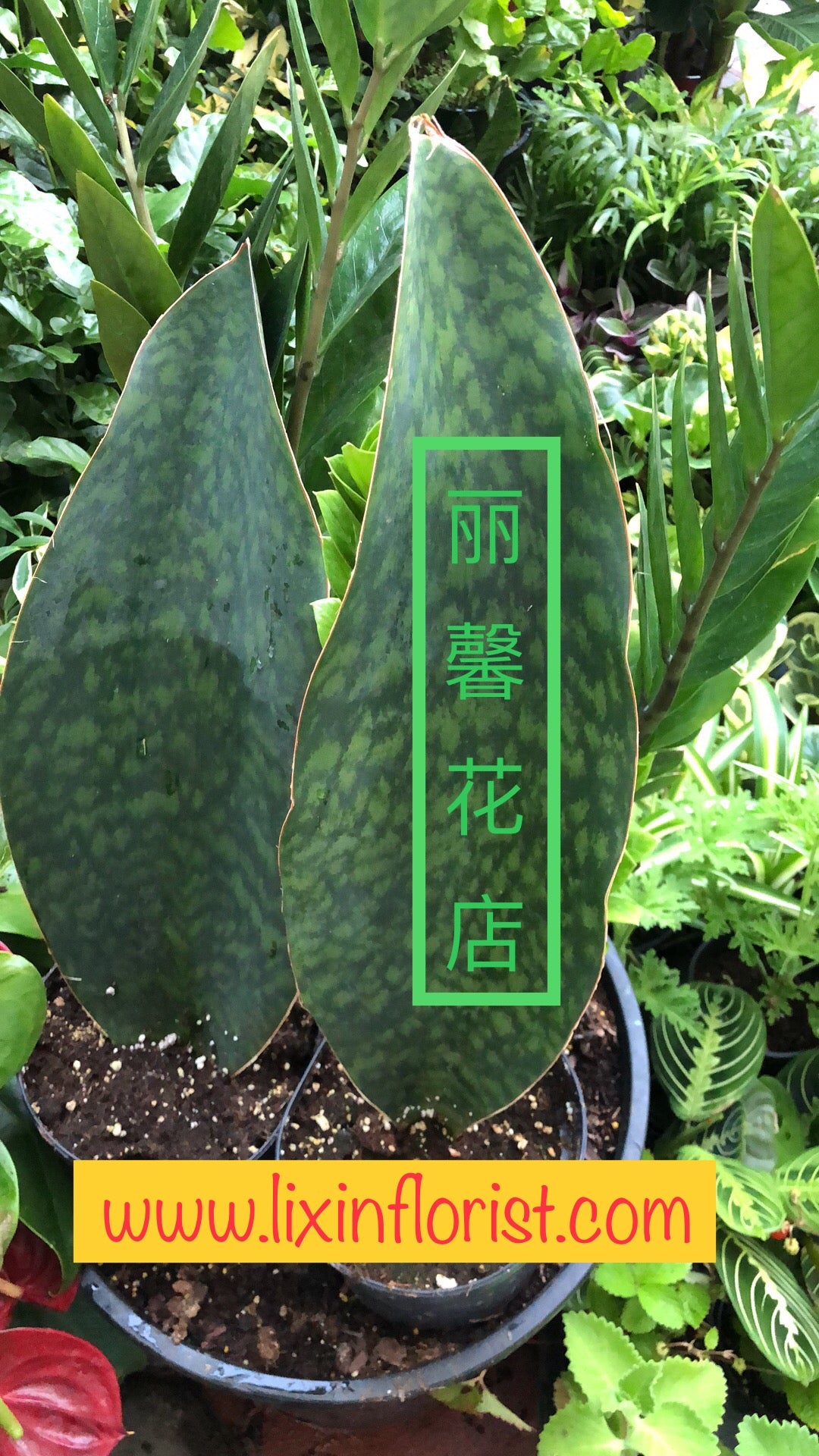 sansevieria green giant Whale Fin Sansevieria – Lixin Florist 丽馨花店
