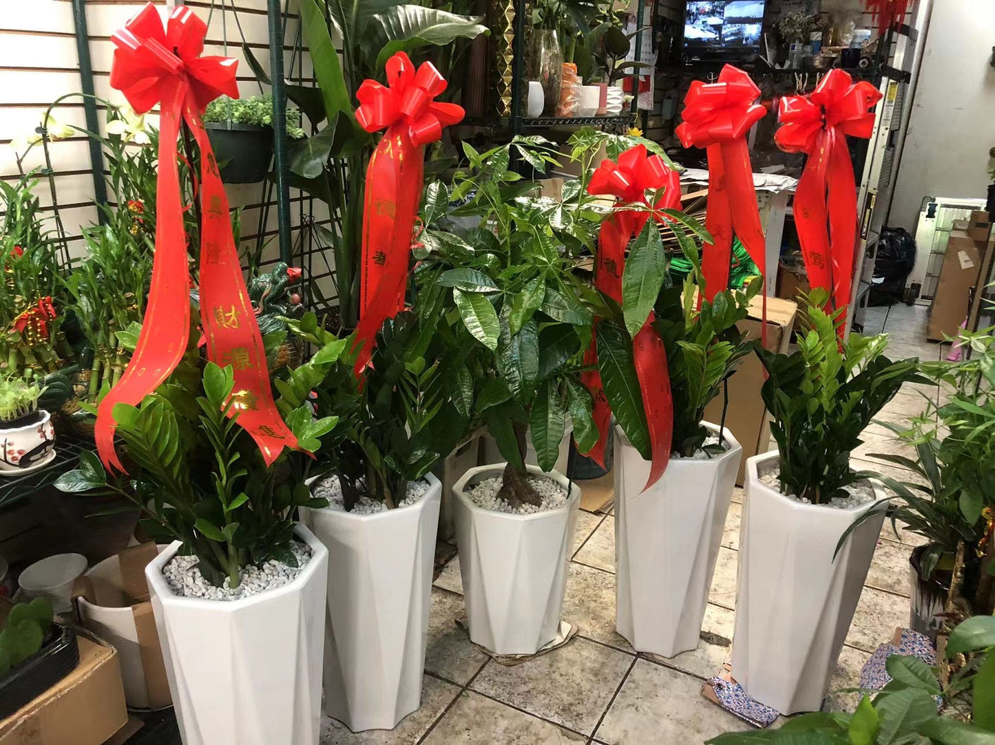 摇钱树 14” 花盆