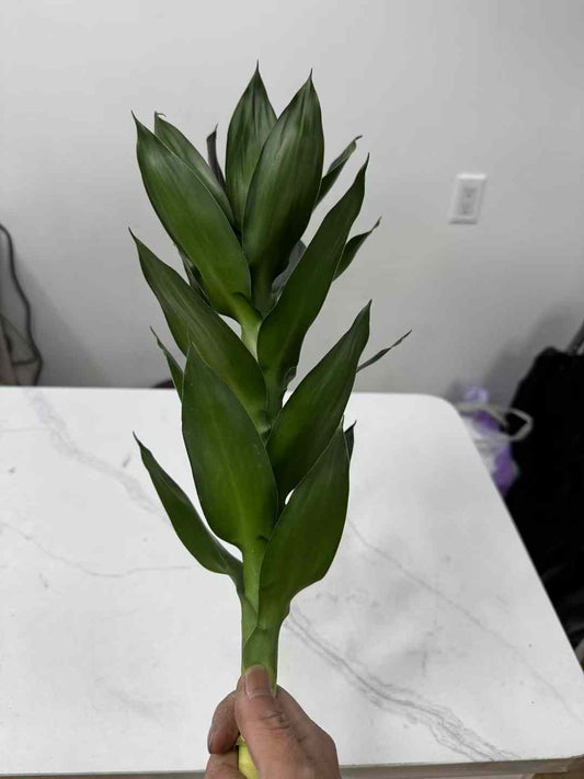 Lucky bamboo 莲花竹