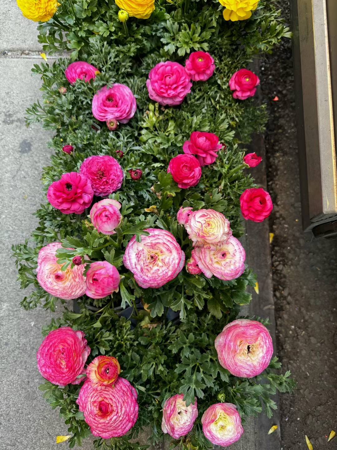 Ranunculus-Buttercup