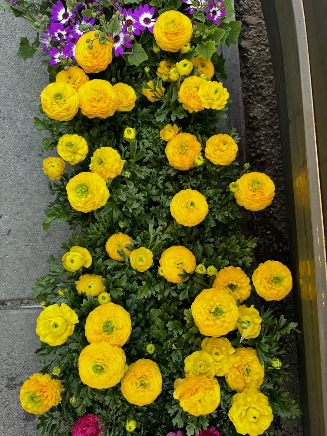 Ranunculus-Buttercup
