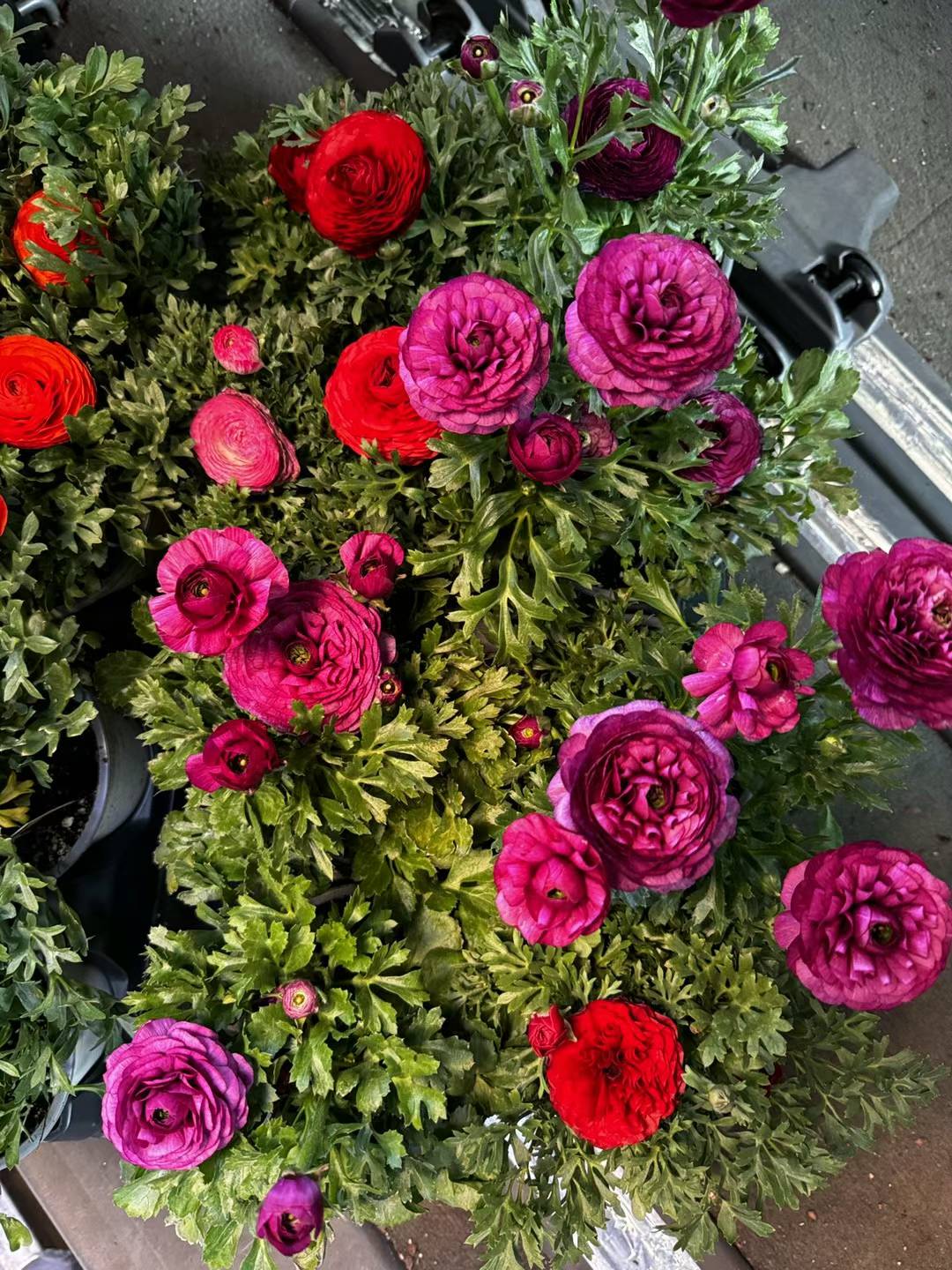 Ranunculus-Buttercup