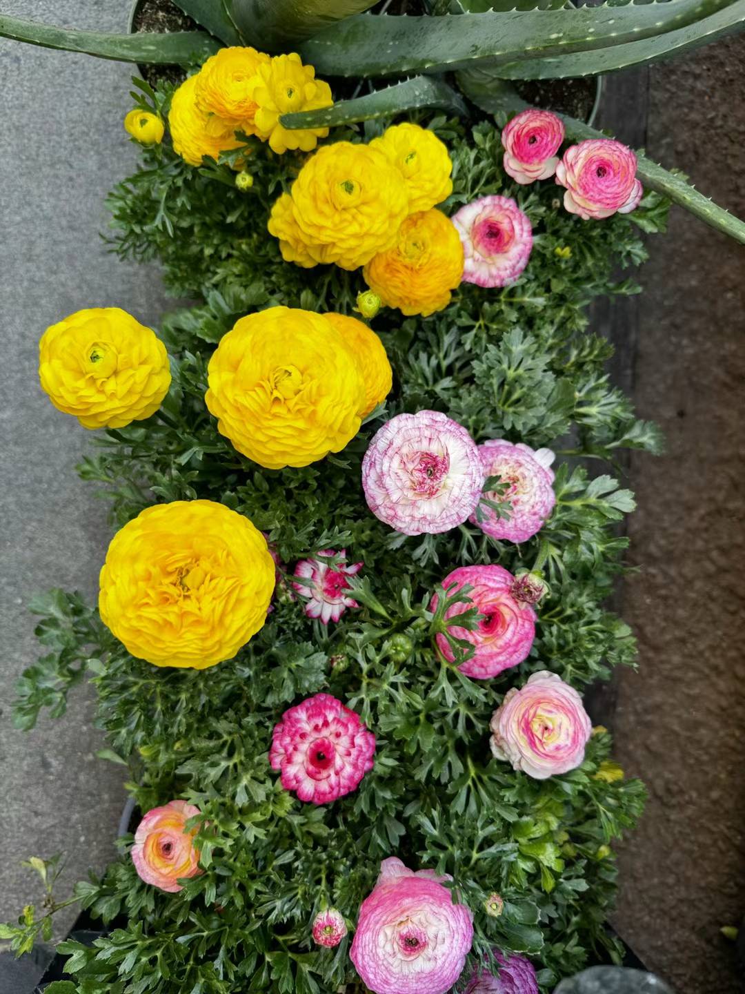 Ranunculus-Buttercup