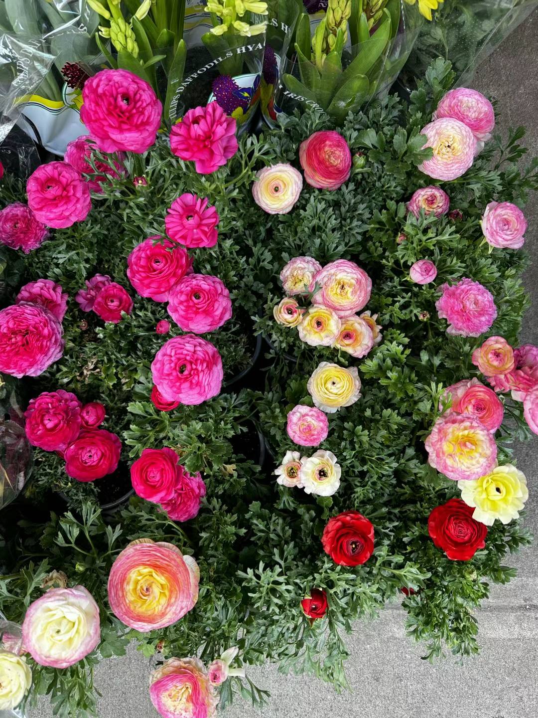 Ranunculus-Buttercup