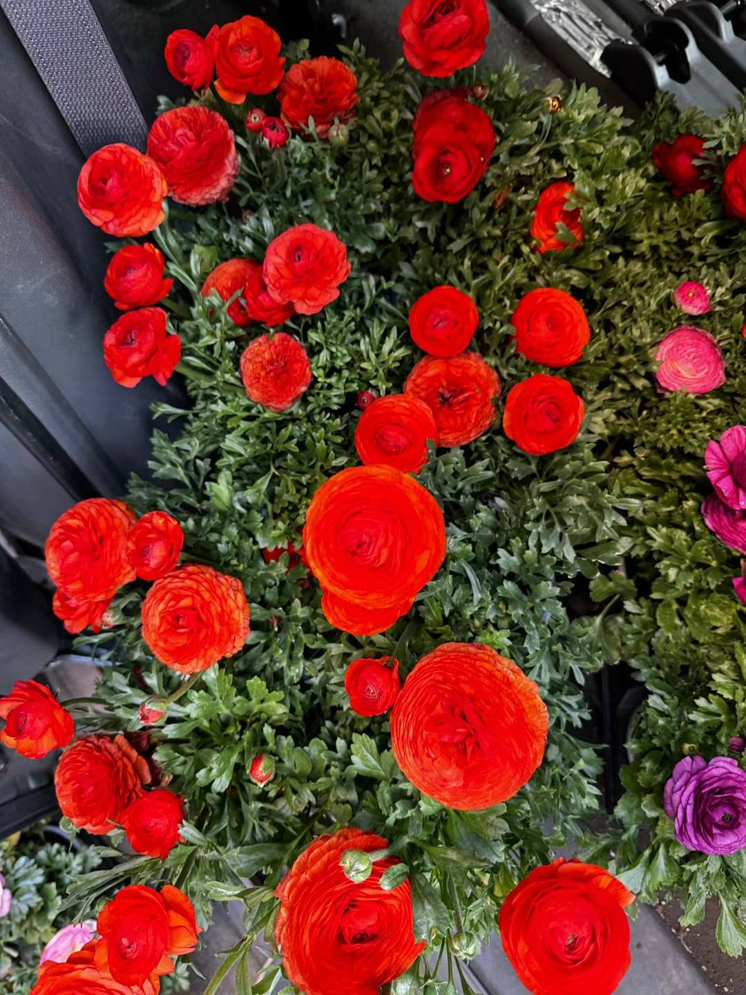 Ranunculus-Buttercup