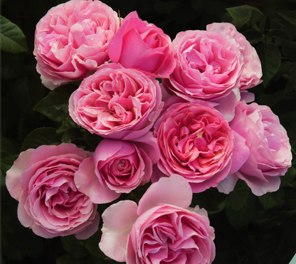 36“ Tree Rose 7 Varieties
