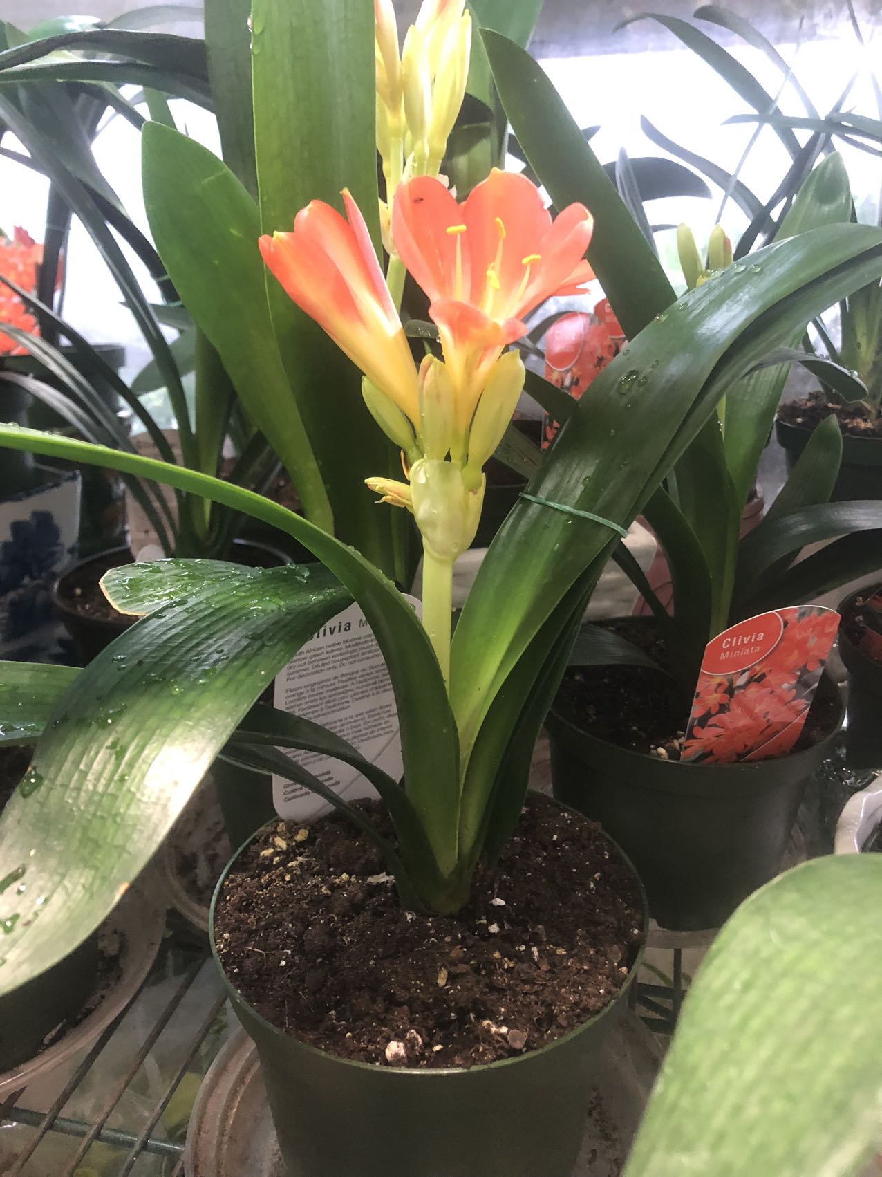 CLIVIA