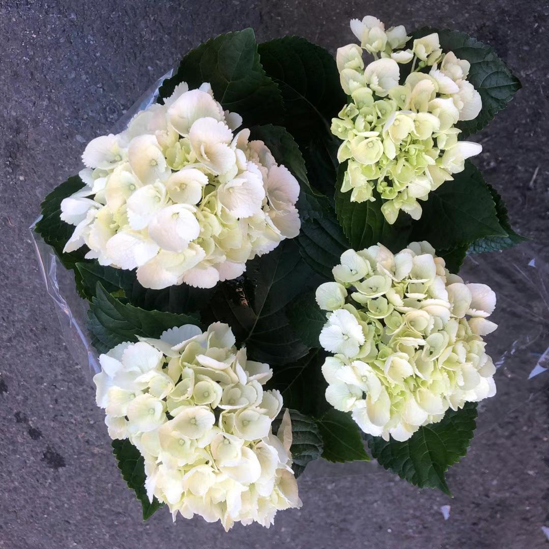 HYDRANGEA TREE