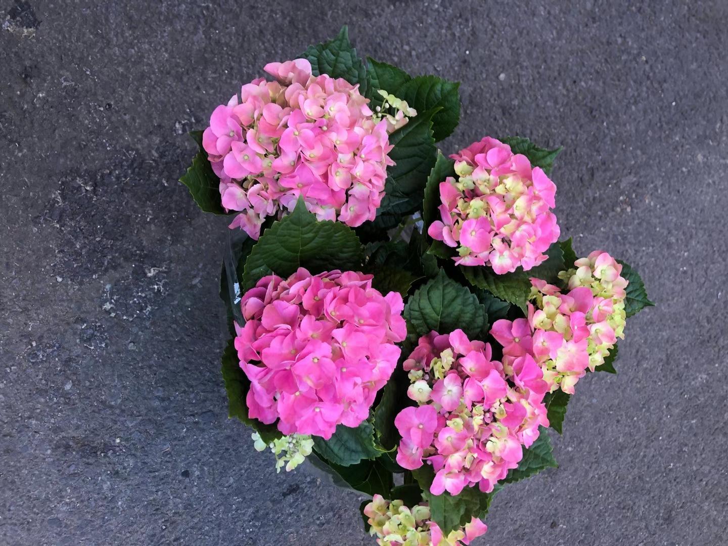 HYDRANGEA TREE