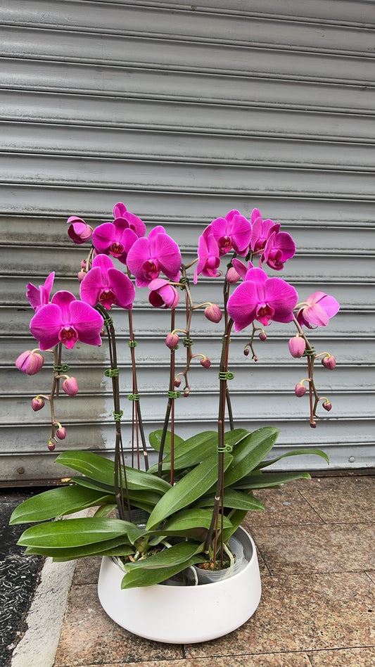 Premium Phalaenopsis Combination