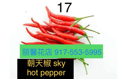 CHILI RED PEPPER