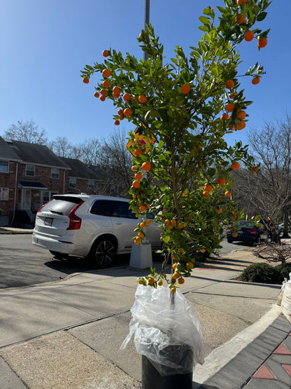 calamondin orange tree nyc Calamondin Citrus 17" – Lixin Florist 丽馨花店