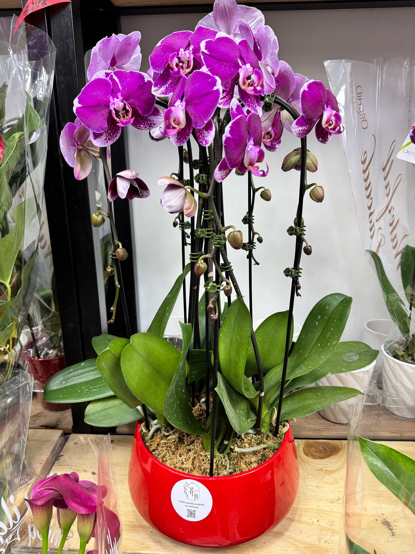 Multiple Phalaenopsis Combination Purple