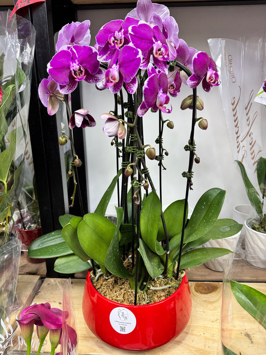 Multiple Phalaenopsis Combination Purple