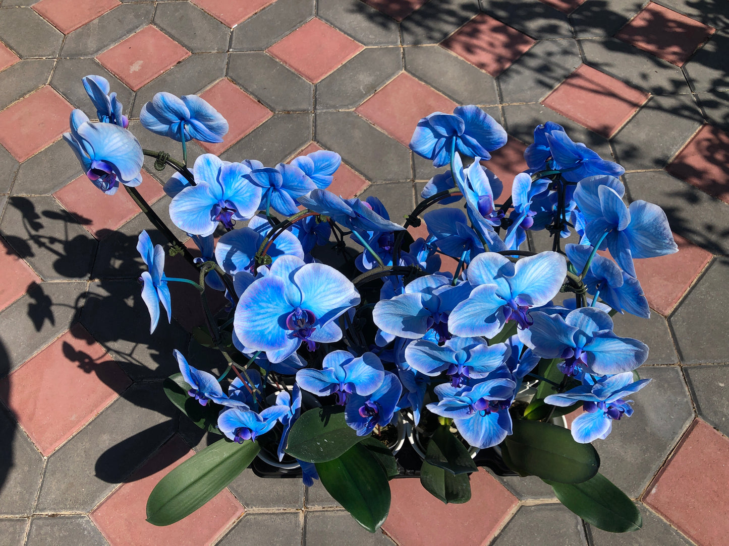 BLUE DYED ORCHID