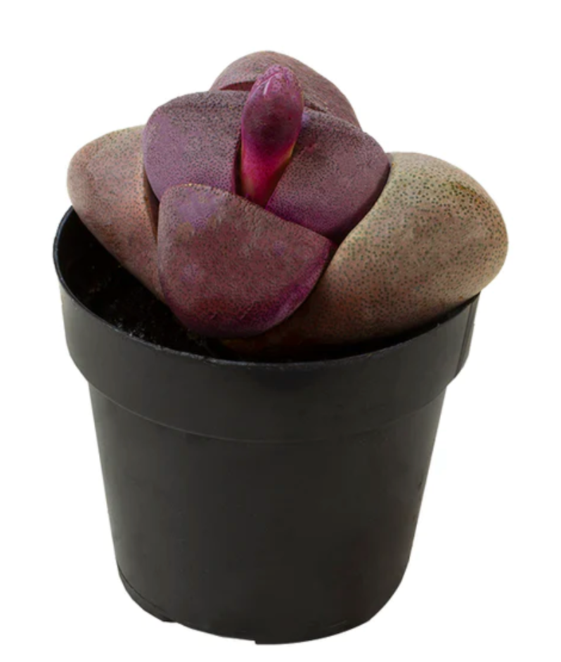 Royal Flush "Purple Split Rock"