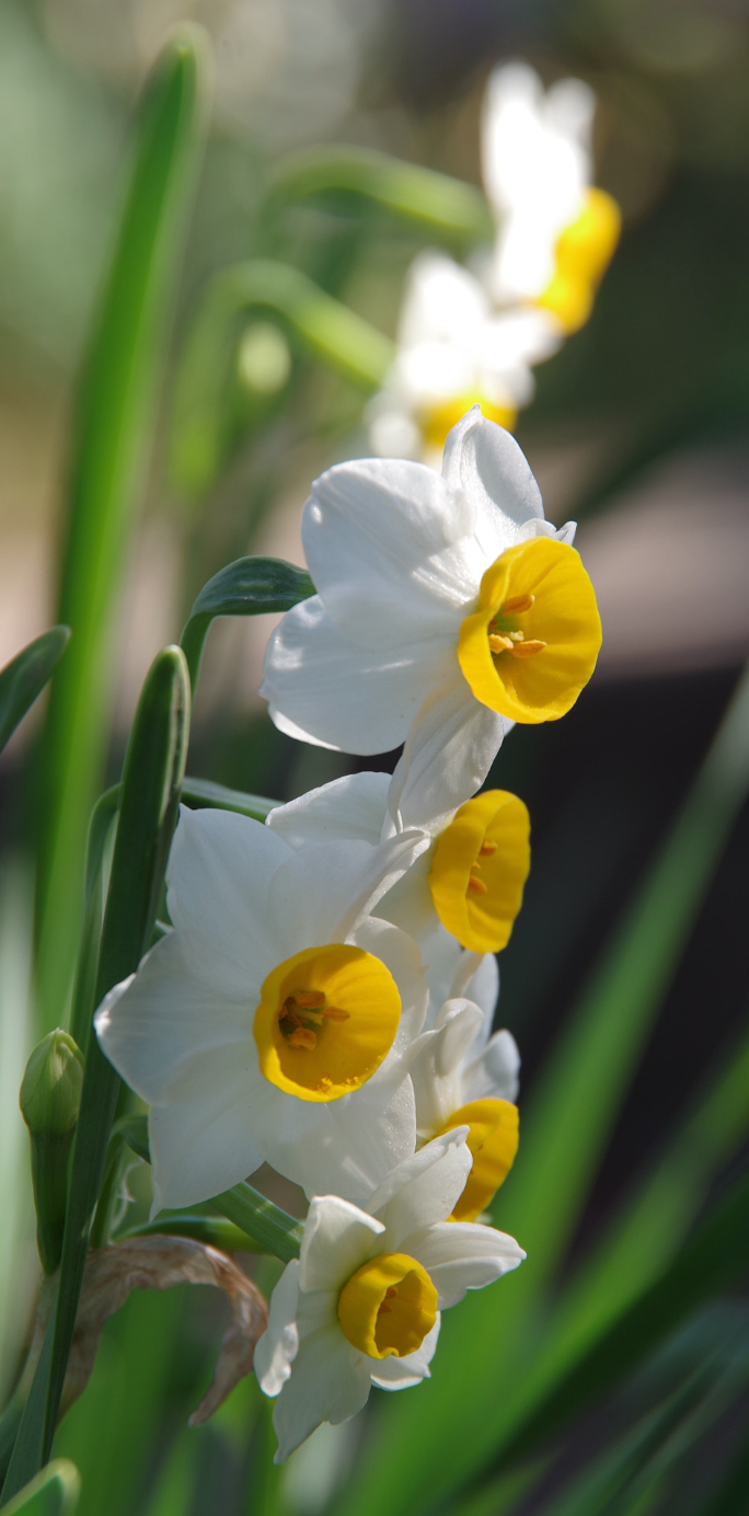 Daffodil- Chinese