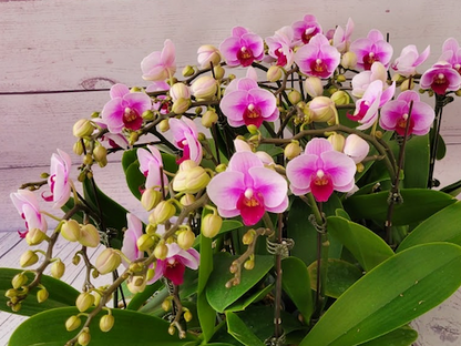 Mini orchid combo