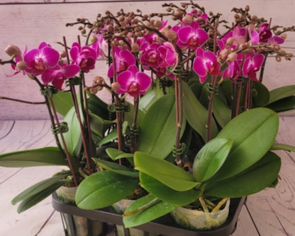 Mini orchid combo