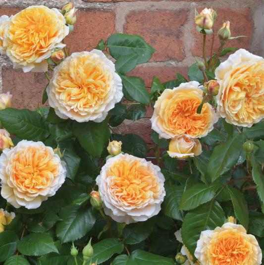 22. DA Crown Princess Margareta