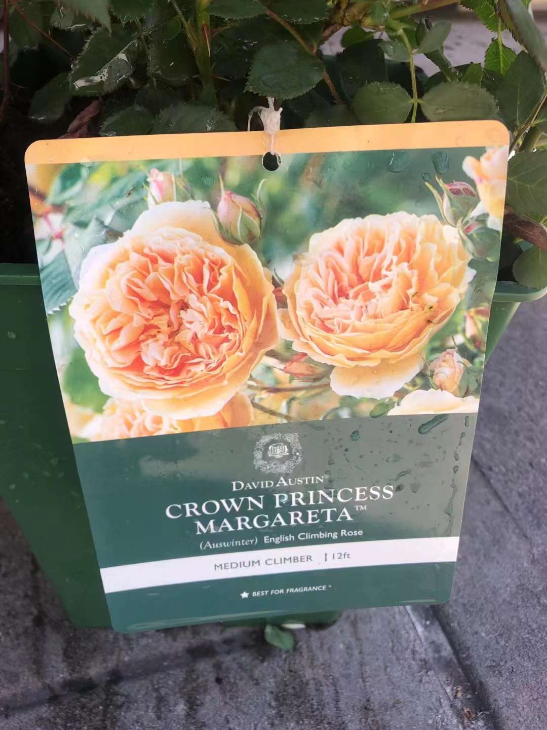 22. DA Crown Princess Margareta