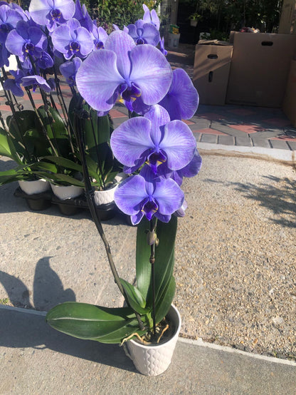 染 高贵紫色兰花