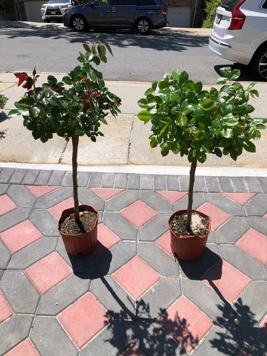 36“ Tree Rose 7 Varieties