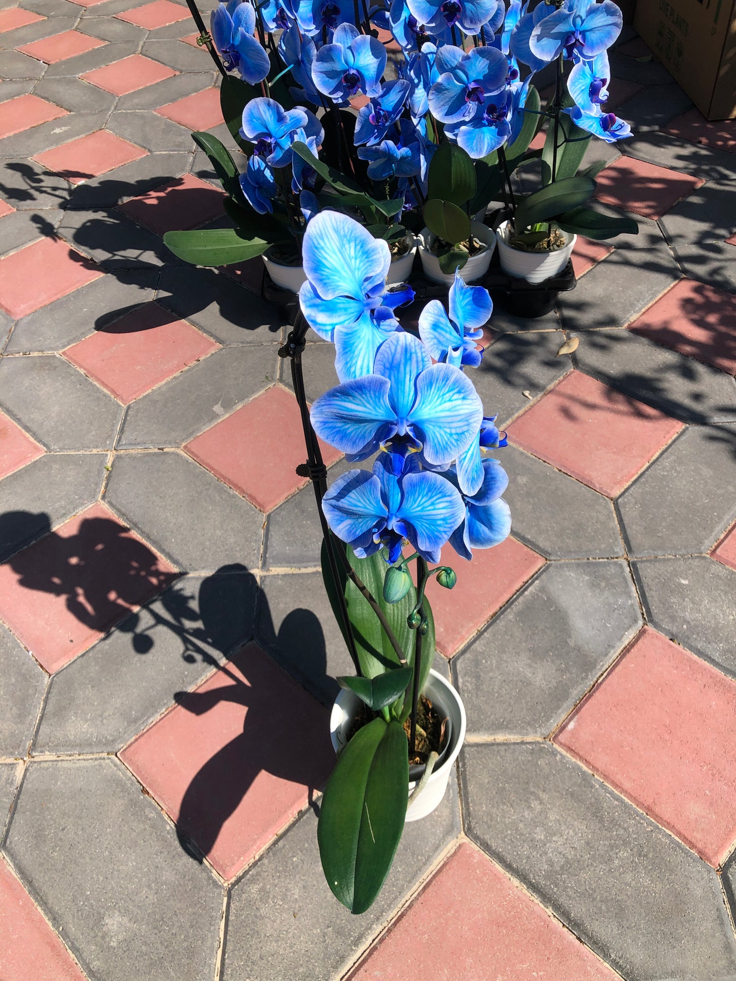 BLUE DYED ORCHID