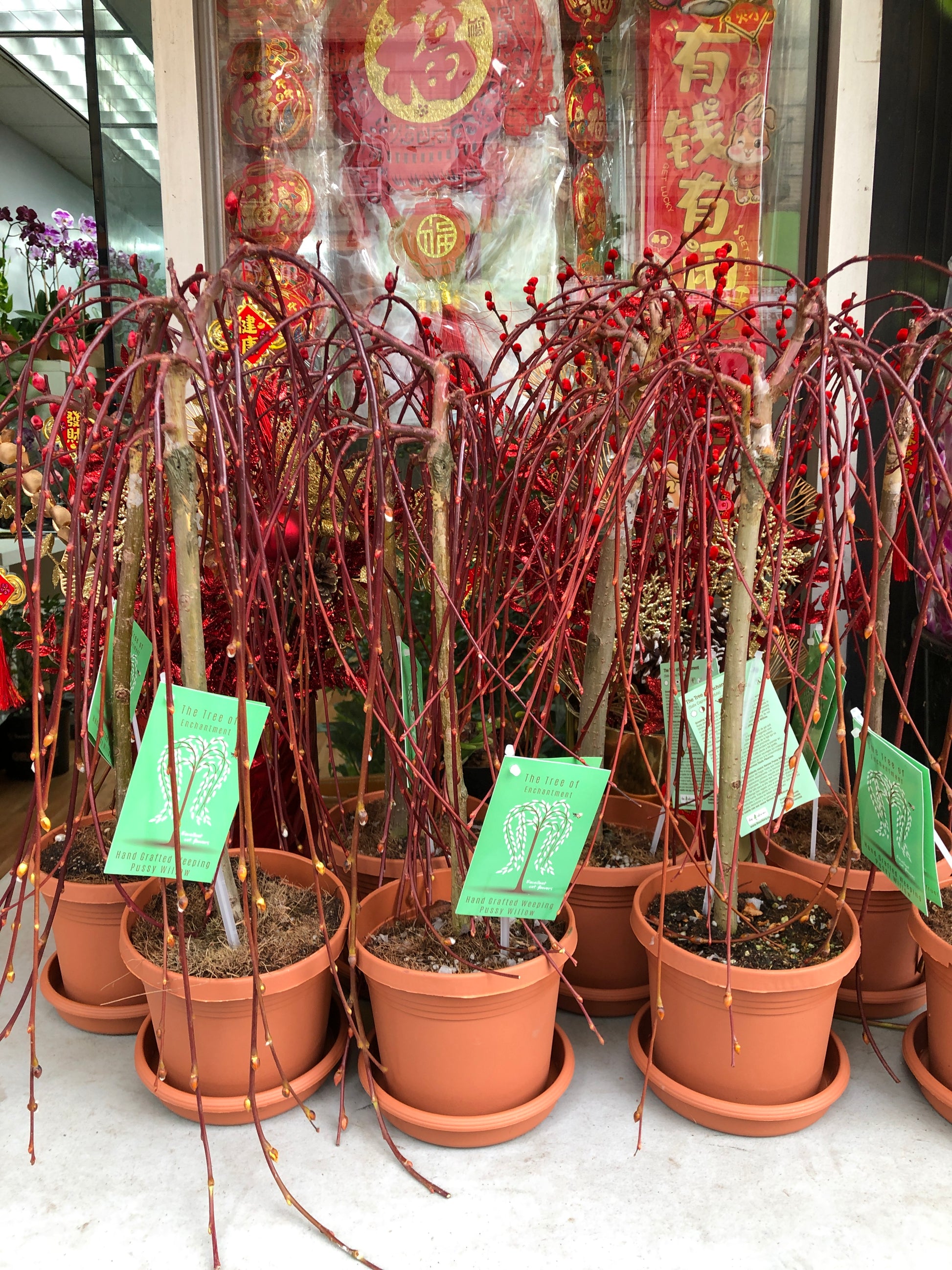 pussy willow house plant 35 Pussy Willow – Lixin Florist 丽馨花店