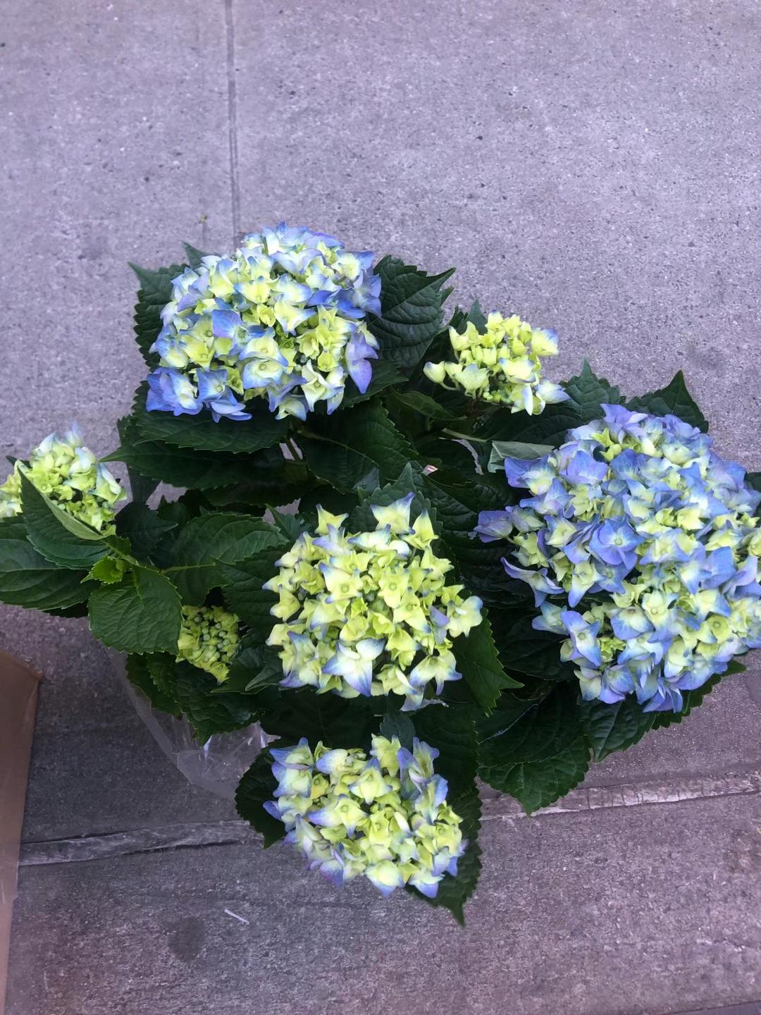 HYDRANGEA TREE