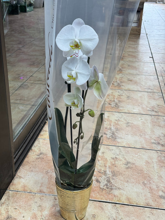 Waterfall White Phalaenopsis Orchid 瀑布形白色兰花