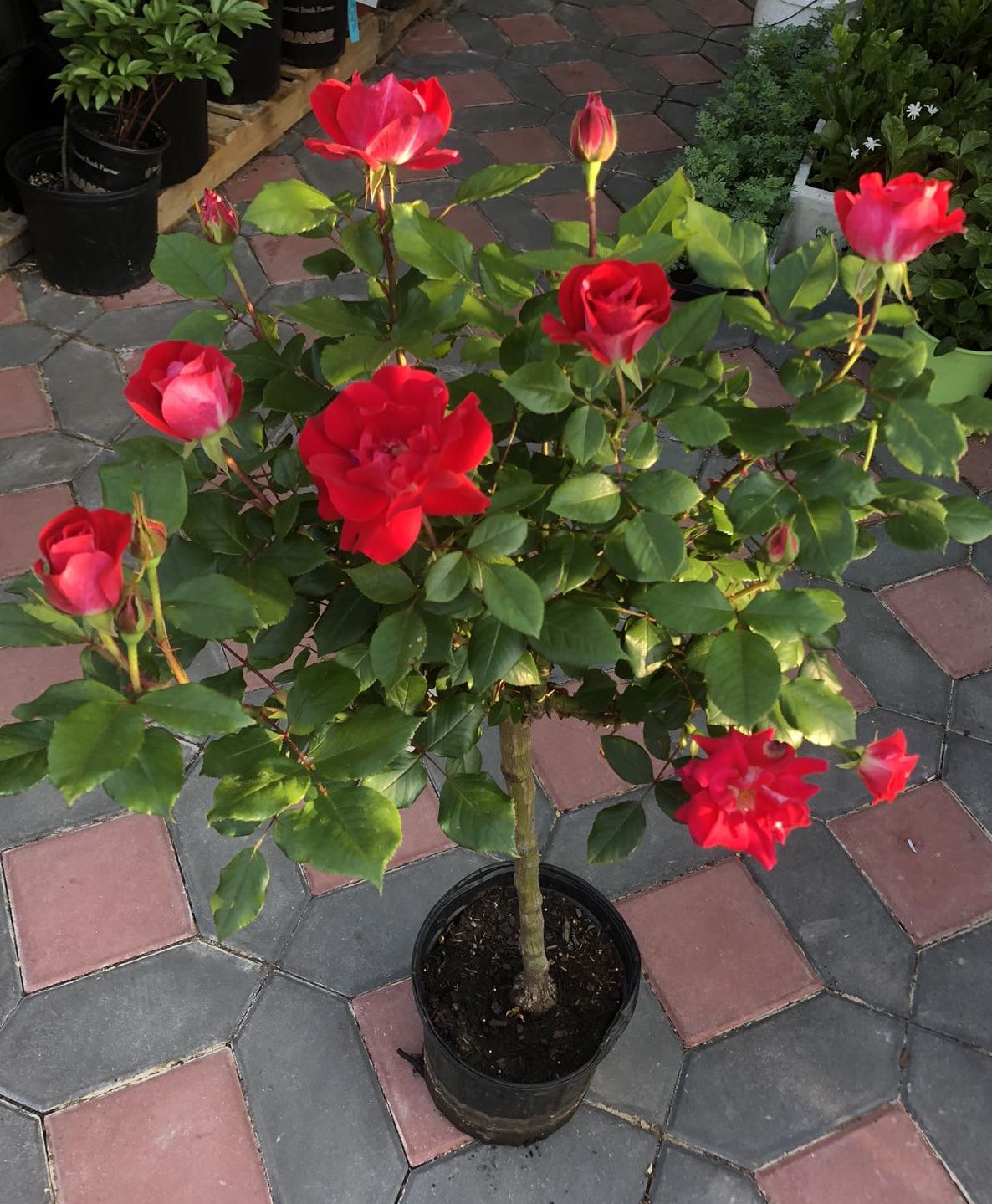 24“ Tree Rose 6 Varieties