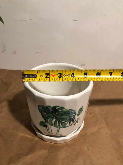 8" 龟背竹 3 头