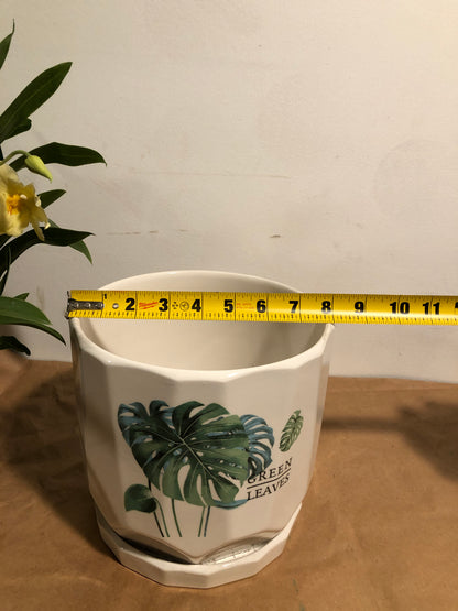 8" 龟背竹 3 头