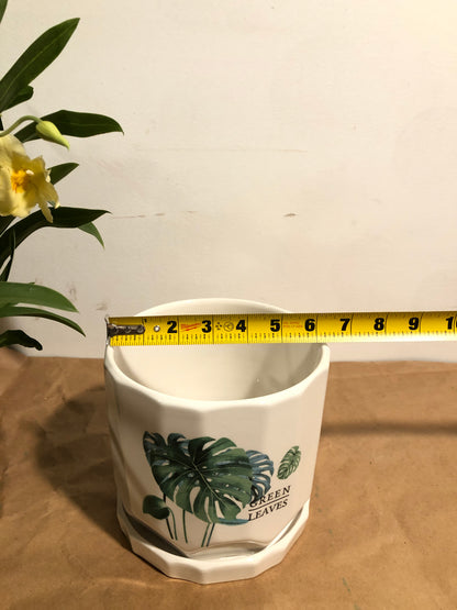 8" 龟背竹 3 头