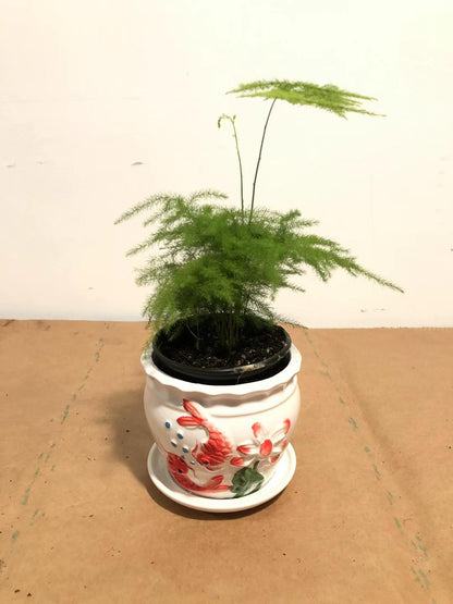 ASPARAGUS FERN