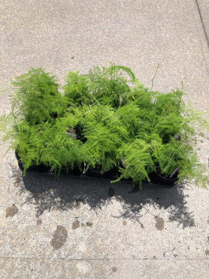 ASPARAGUS FERN