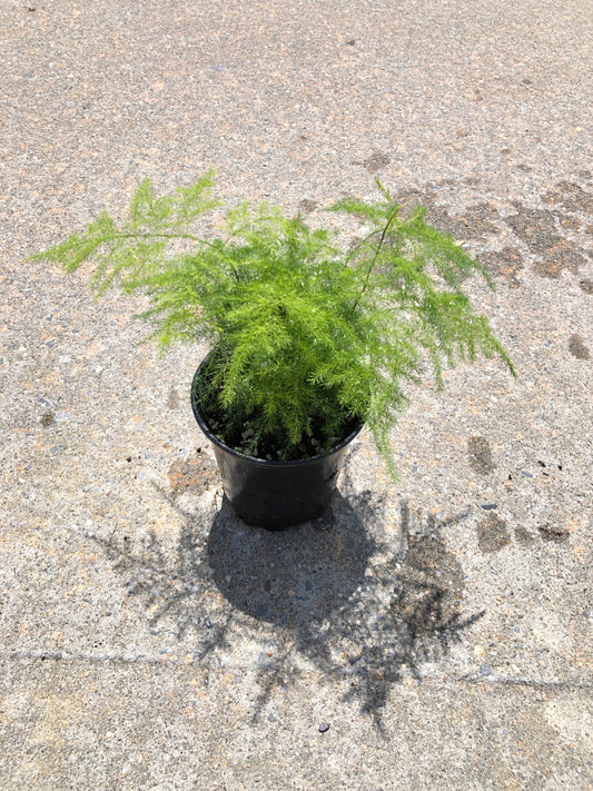 芦笋蕨