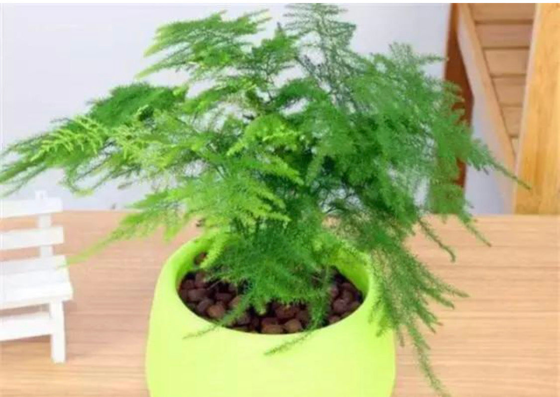 Asparagus Fern #Orchids  Asparagus fern, Plants, Ferns garden