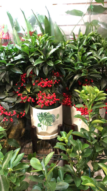 ardisia crenata money tree ARDISIA – Lixin Florist 丽馨花店