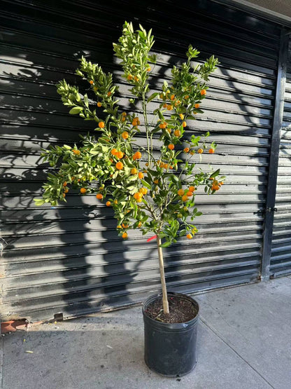 where to buy calamondin tree near me Calamondin Citrus 17" – Lixin Florist 丽馨花店