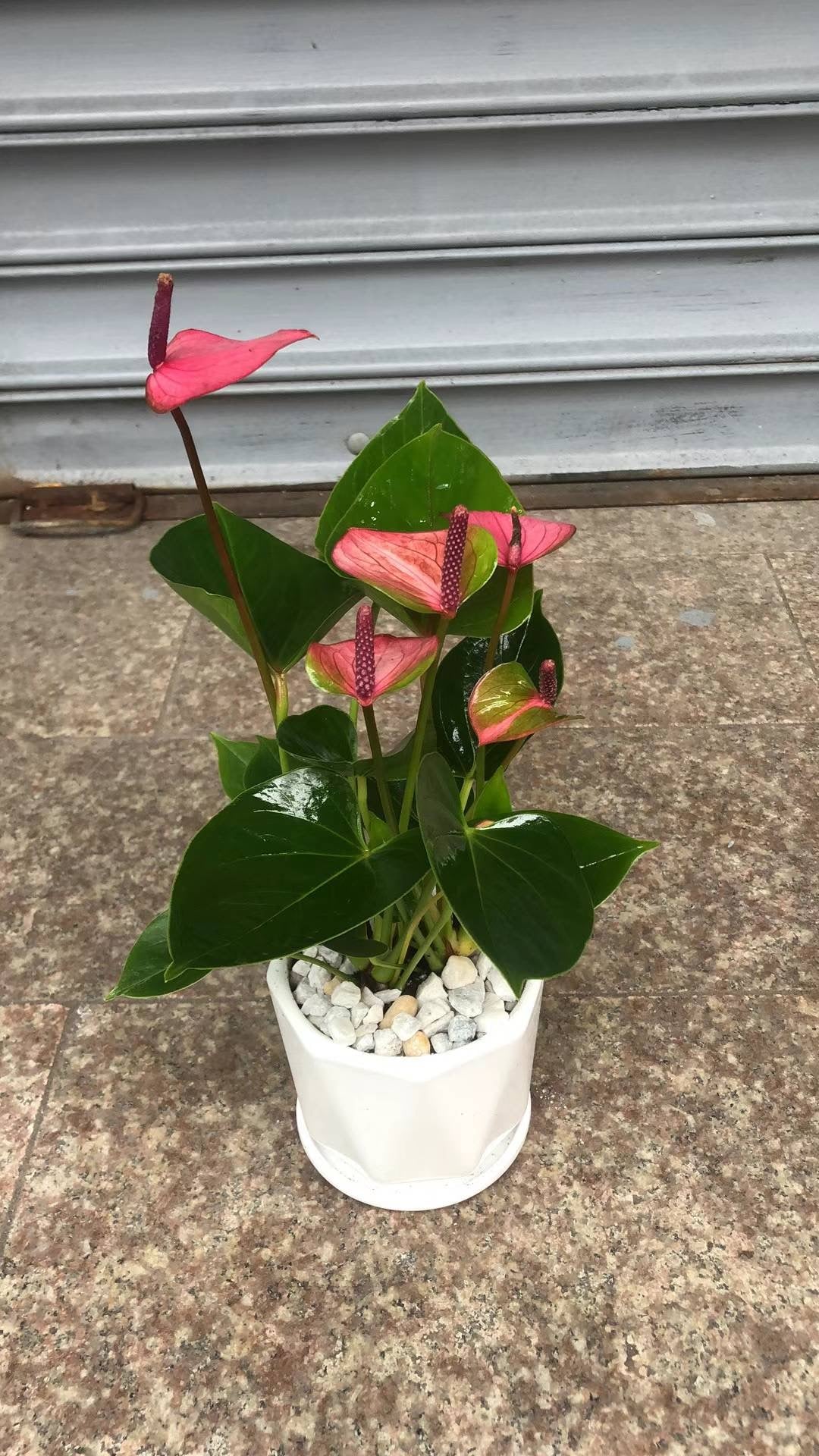 anthurium miniature ANTHURIUM – Lixin Florist 丽馨花店
