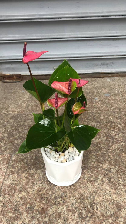 ANTHURIUM 4"