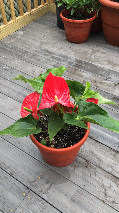 ANTHURIUM 4"