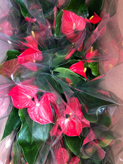 anthurium million flowers red ANTHURIUM 6" – Lixin Florist 丽馨花店