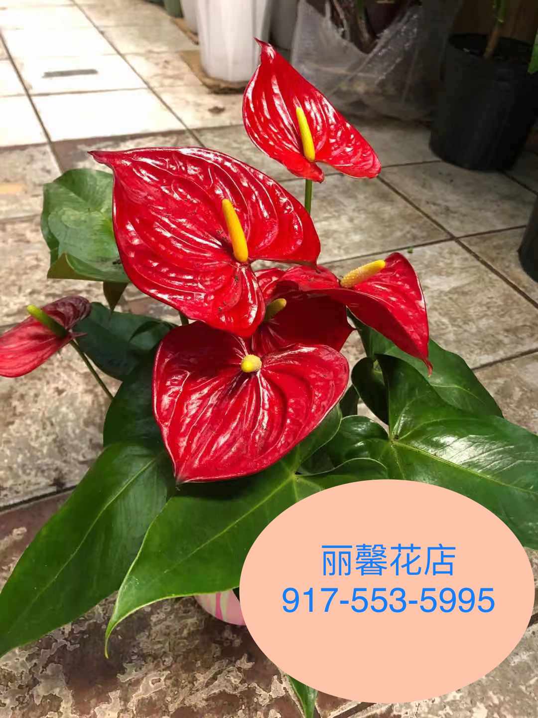 6 anthurium ANTHURIUM 6" – Lixin Florist 丽馨花店